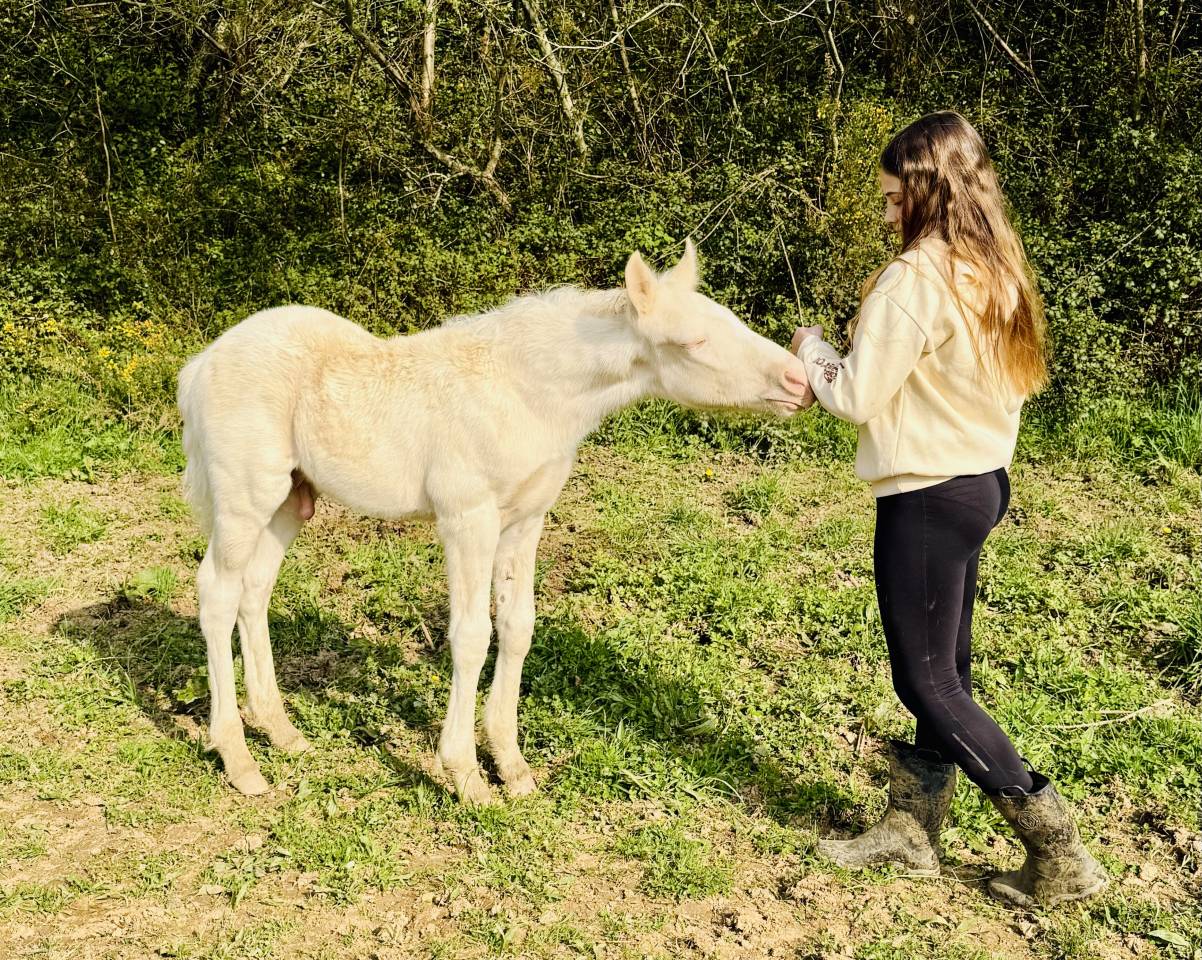Magnifique poulain cremelo 