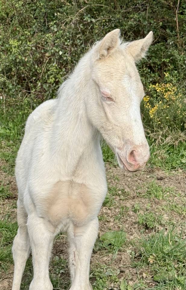 Magnifique poulain cremelo 