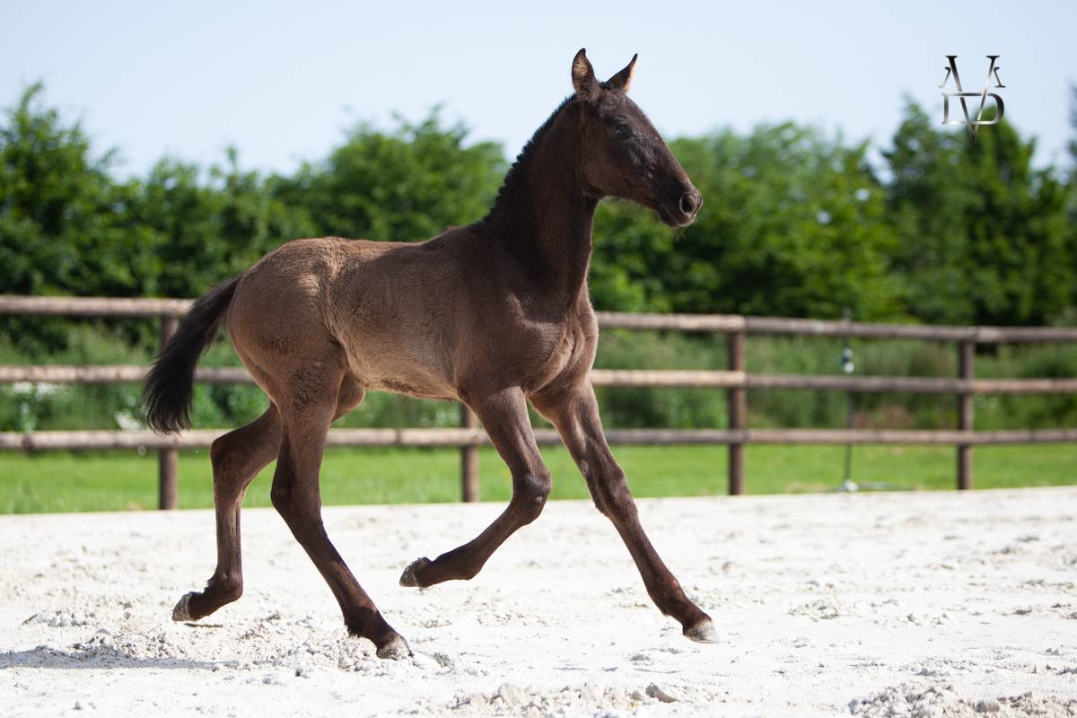 Pouliche Pure Race Espagnole noire