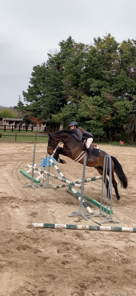 Super cheval d&rsquo;amateur 