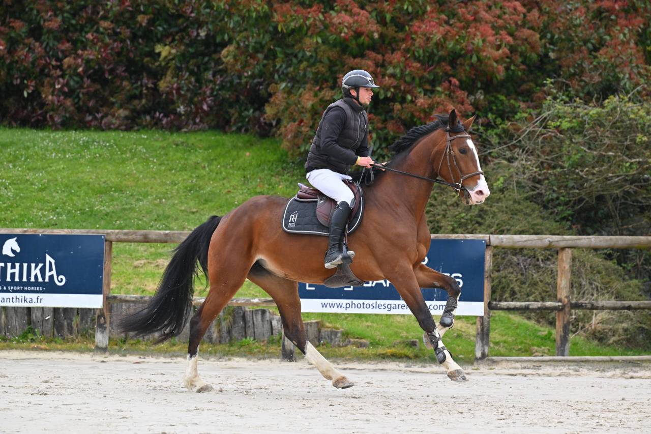 Excellente jument SF 