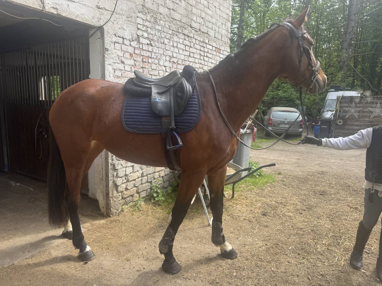 Jument 5 ans hyper amateur pour 135mini