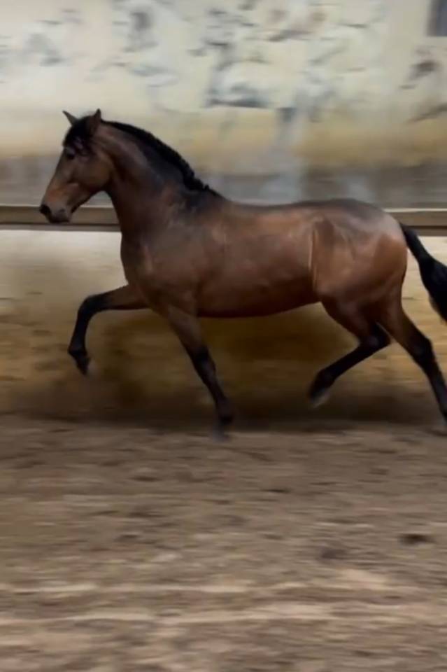 Cheval pur race espagnol Isabelle 