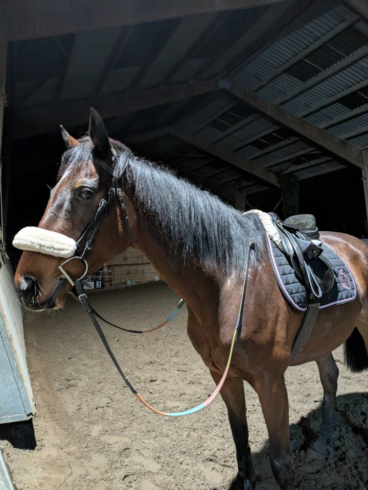 Demi pension cheval AQPS r&eacute;former 