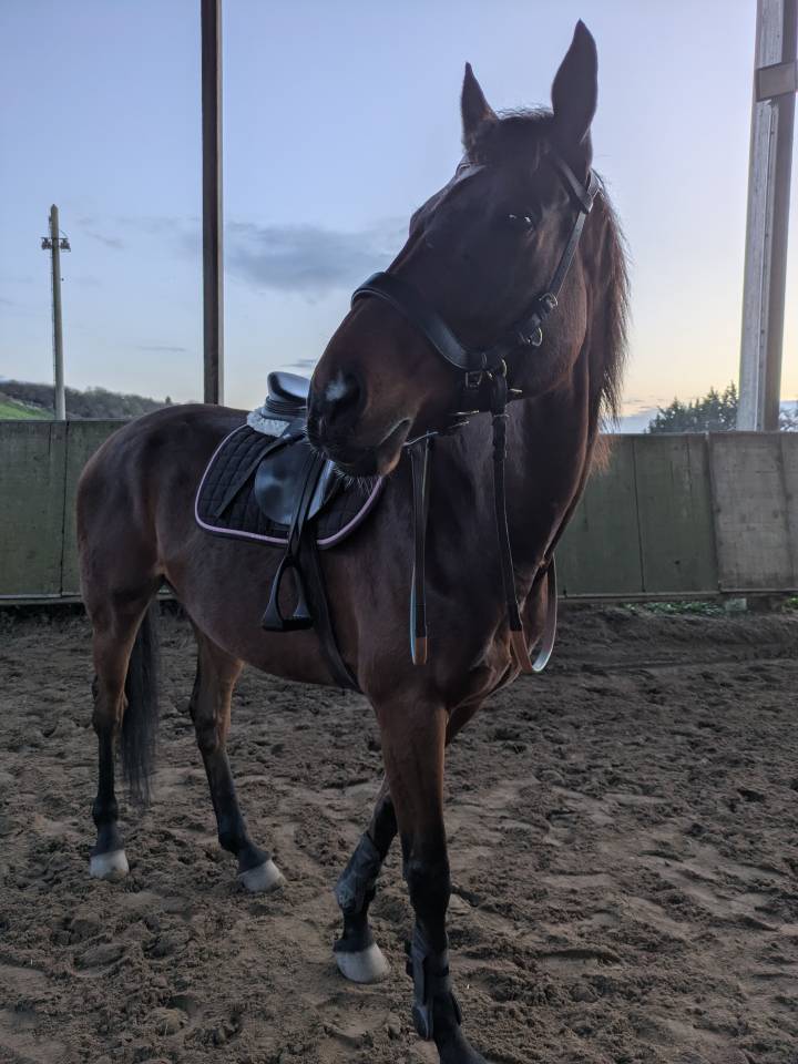 Demi pension cheval AQPS r&eacute;former 