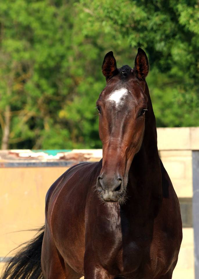 Hongre - KWPN - 7 ans - Dressage / Polyvalent - France