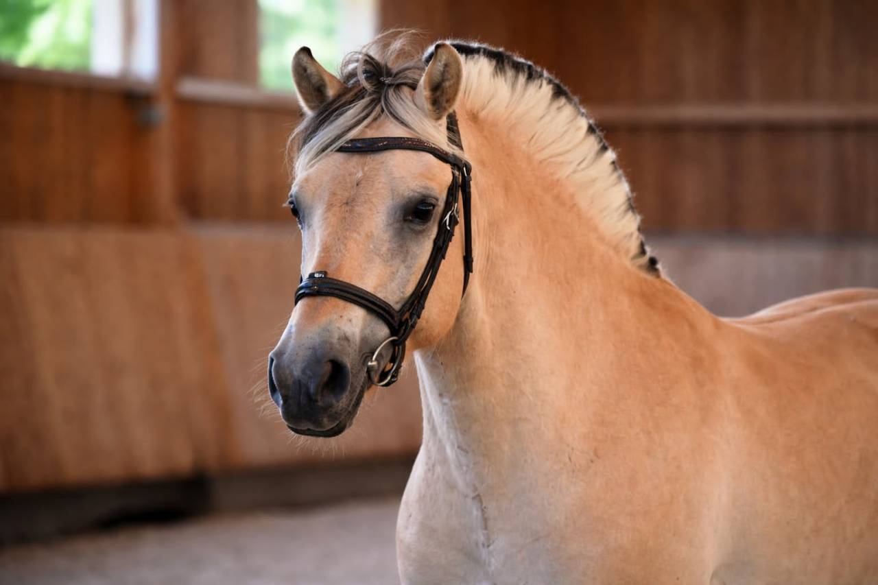 Hongre - Fjord - 4 ans - Dressage / Loisir - France