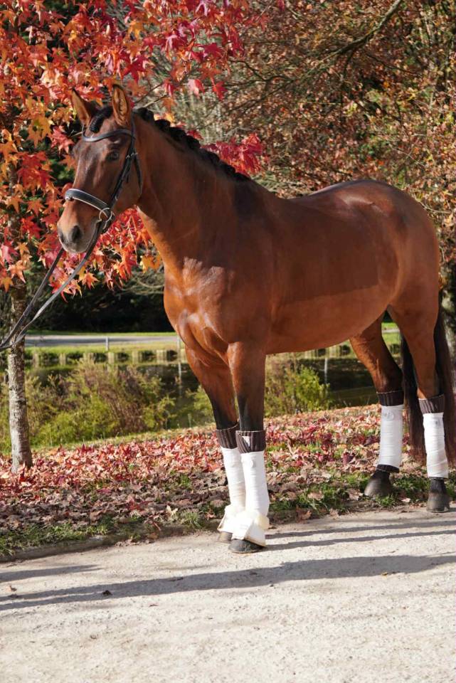 Hongre - PRE - 13 ans - Dressage / GP - France 