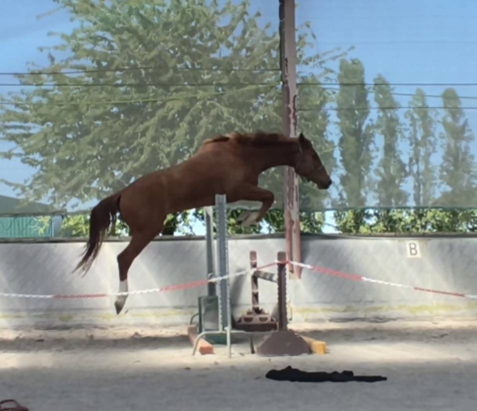 Magnifique hongre sf de 3 ans 