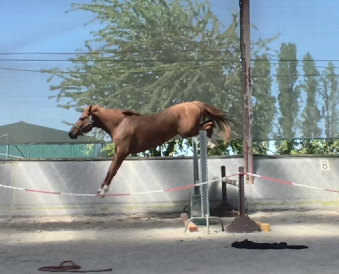 Magnifique hongre sf de 3 ans 