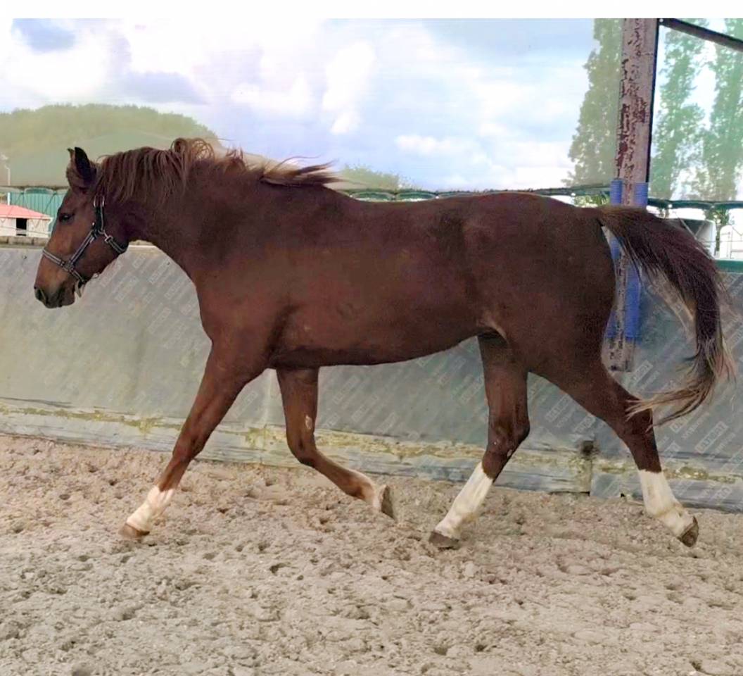 Magnifique hongre sf de 3 ans 