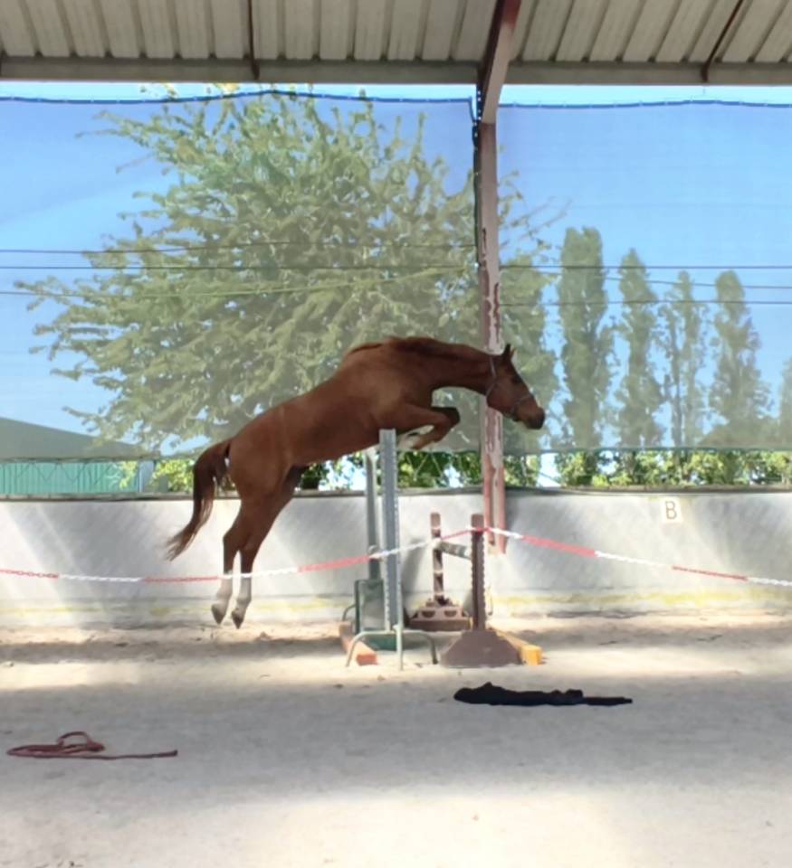 Magnifique hongre sf de 3 ans 