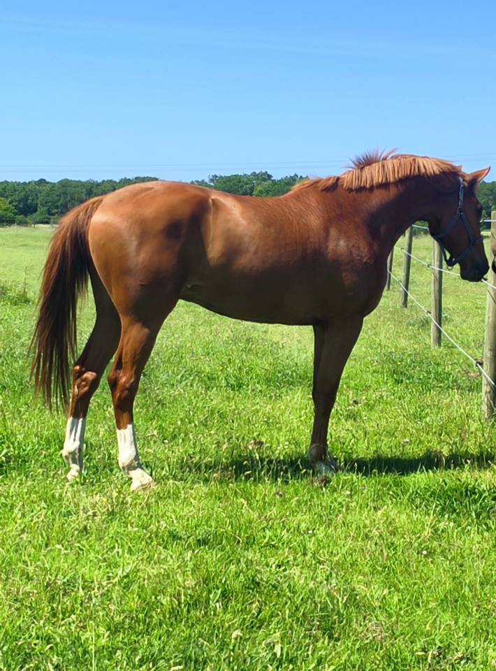 Magnifique hongre sf de 3 ans 