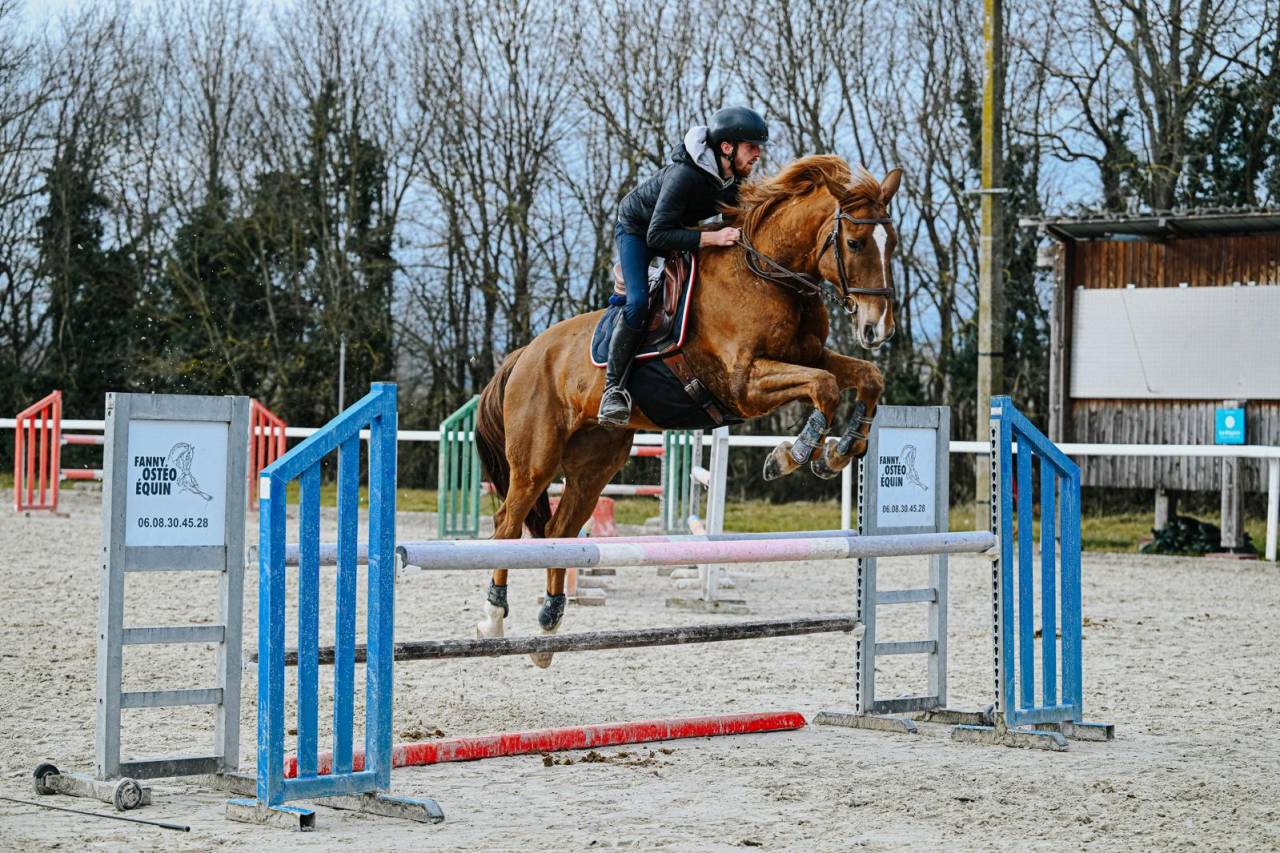 Dillinger du Frety Hongre, selle fran&ccedil;ais de 13 ans