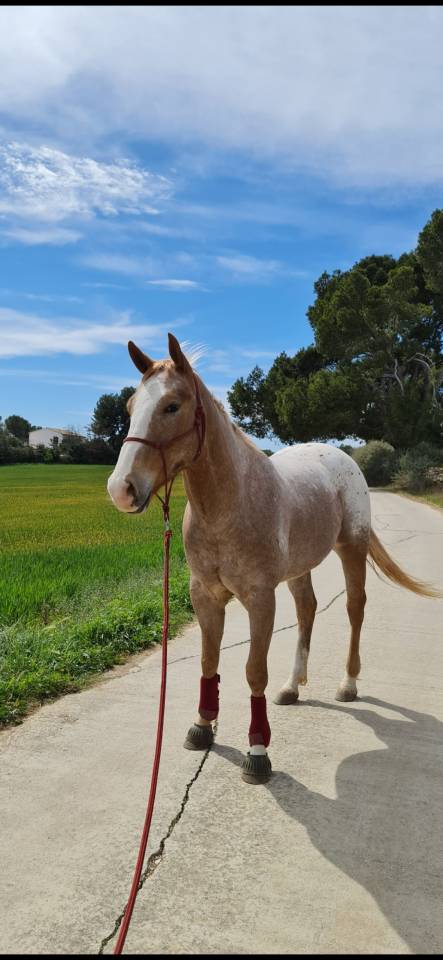 Hongre appaloosa PP