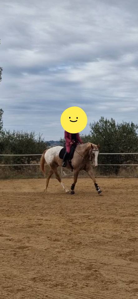 Hongre appaloosa PP