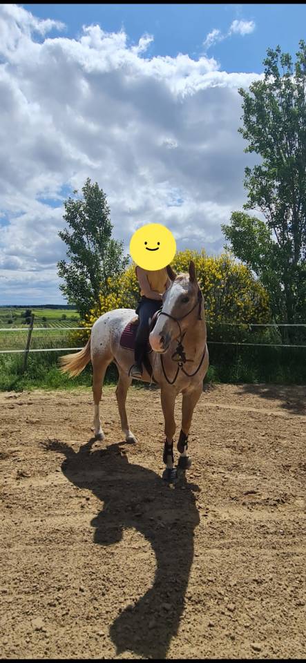 Hongre appaloosa PP