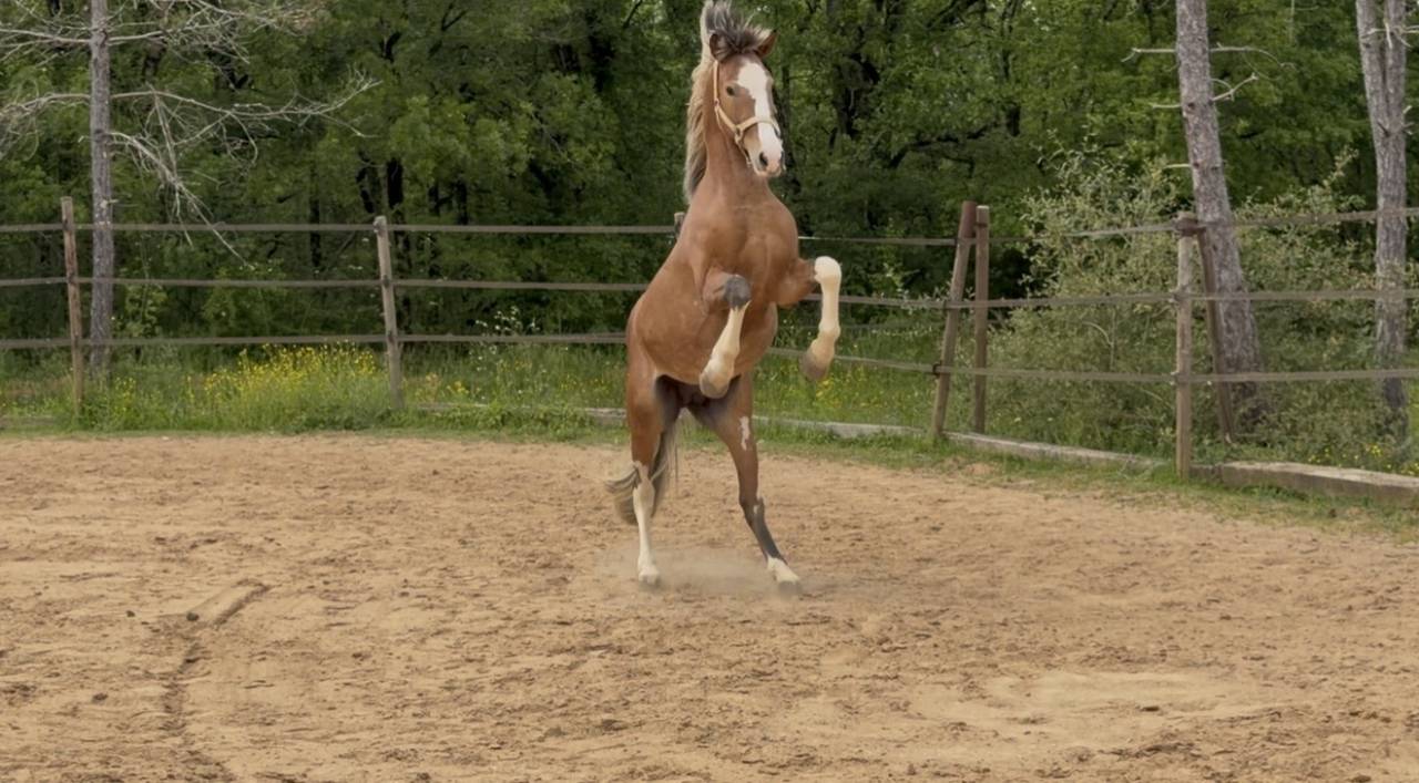 Hongre loisir ou spectacle 