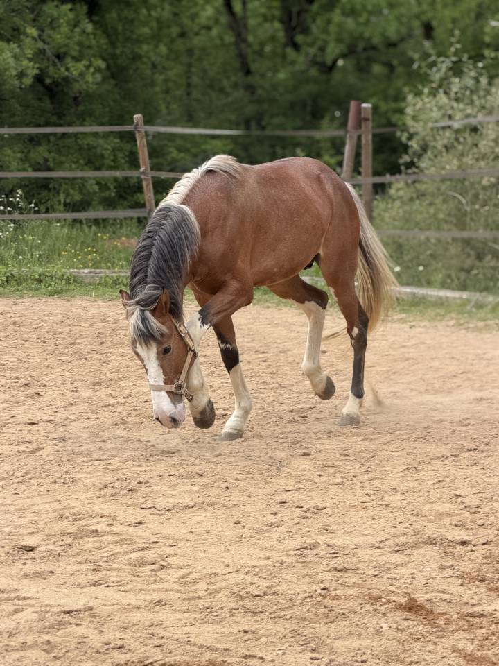 Hongre loisir ou spectacle 