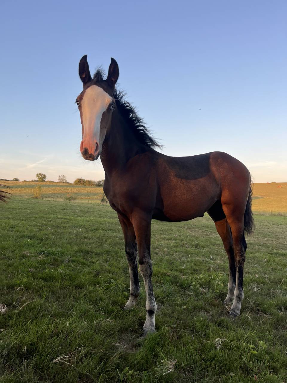 Pouliche smoky black overo 