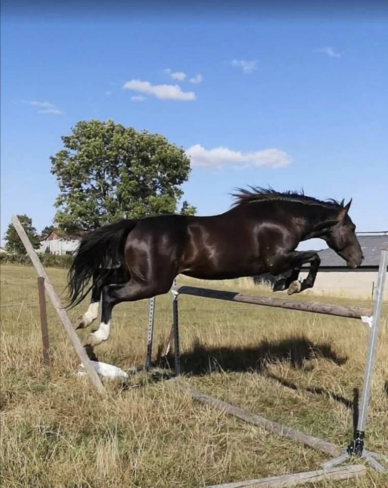 Pouliche smoky black overo 