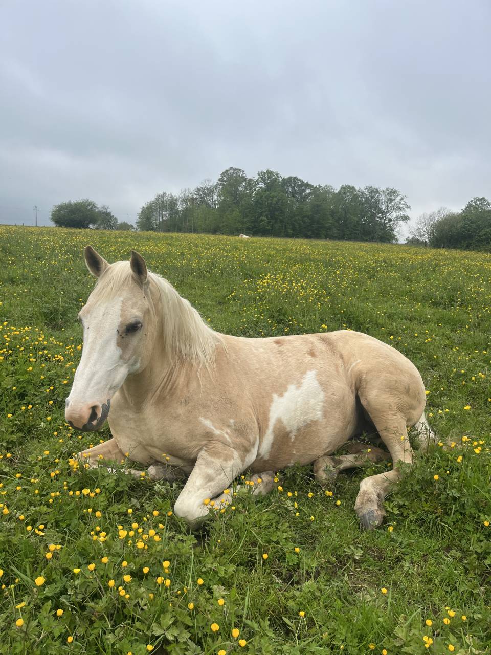Pouliche smoky black overo 