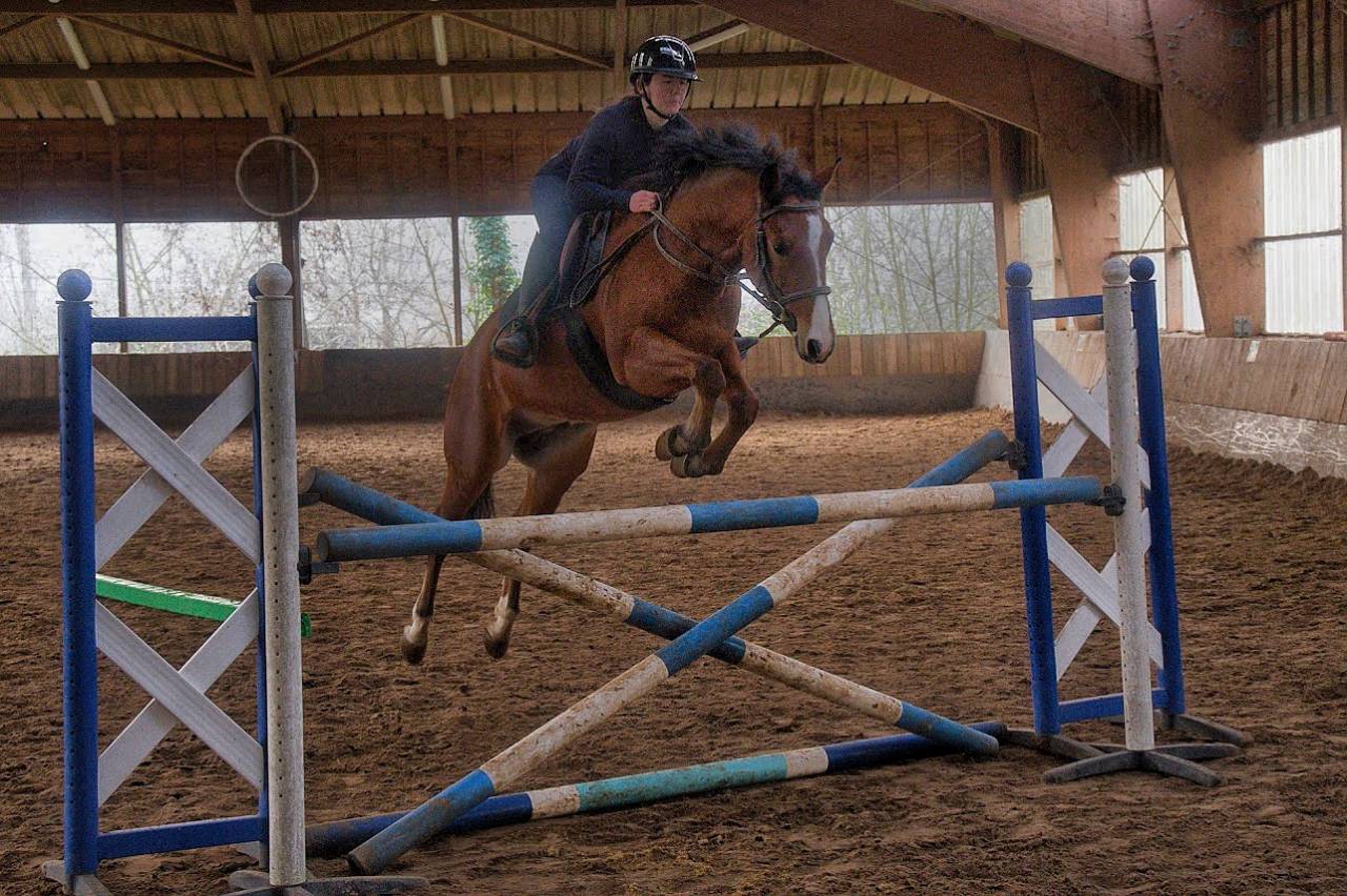 Poney fran&ccedil;ais de selle 4 ans 