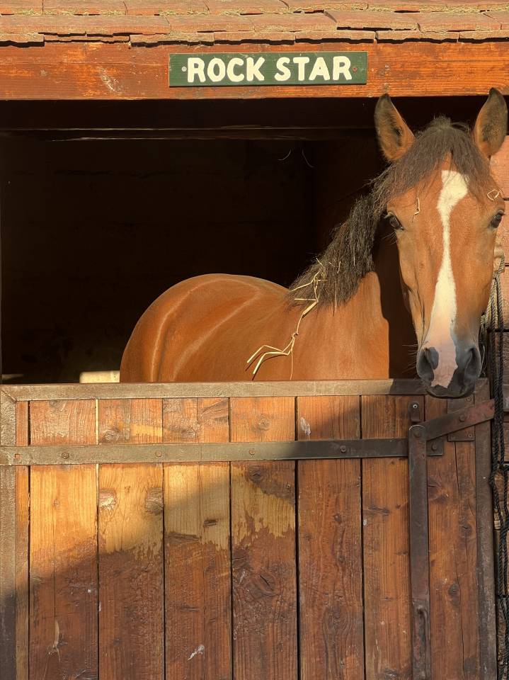 Poney fran&ccedil;ais de selle 4 ans 