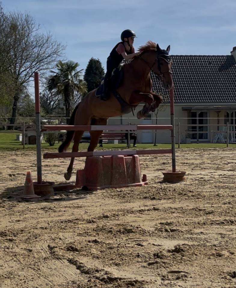 Poney de sport