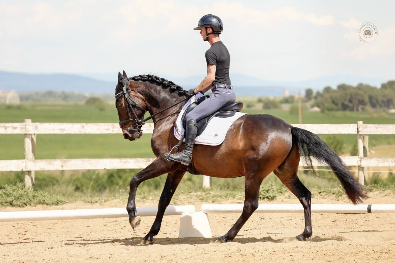 Cheval de dressage - Hongre