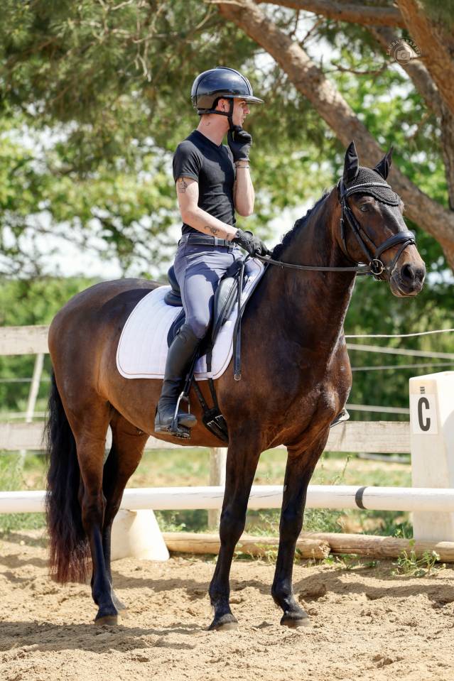 Cheval de dressage - Hongre