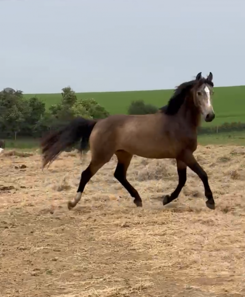 Magnifique Poney D  Isabelle 5 ans Hongre