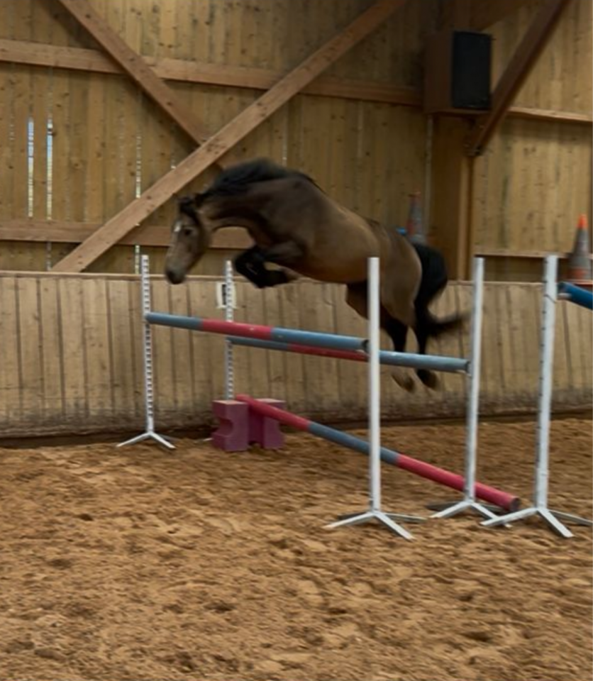 Magnifique Poney D  Isabelle 5 ans Hongre