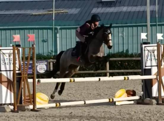 Magnifique Poney D  Isabelle 5 ans Hongre