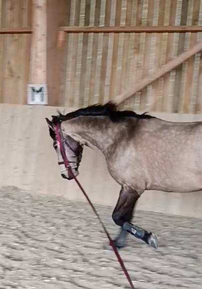 Magnifique Poney D  Isabelle 5 ans Hongre