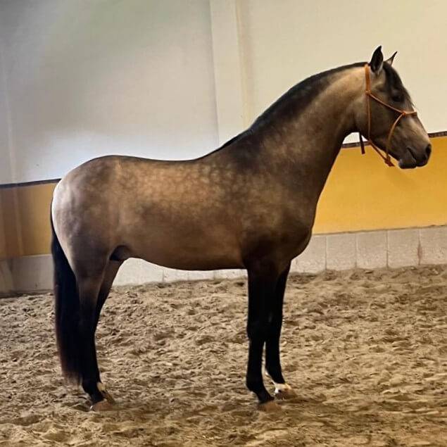 SIERO - Superbe jeune cheval palomino pr&ecirc;t &agrave; monter