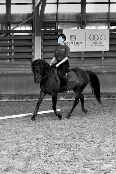 Kandarin hongre de 6 ans