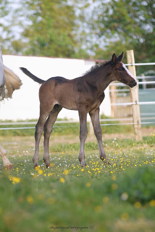 Poulain origines CSO de 2026