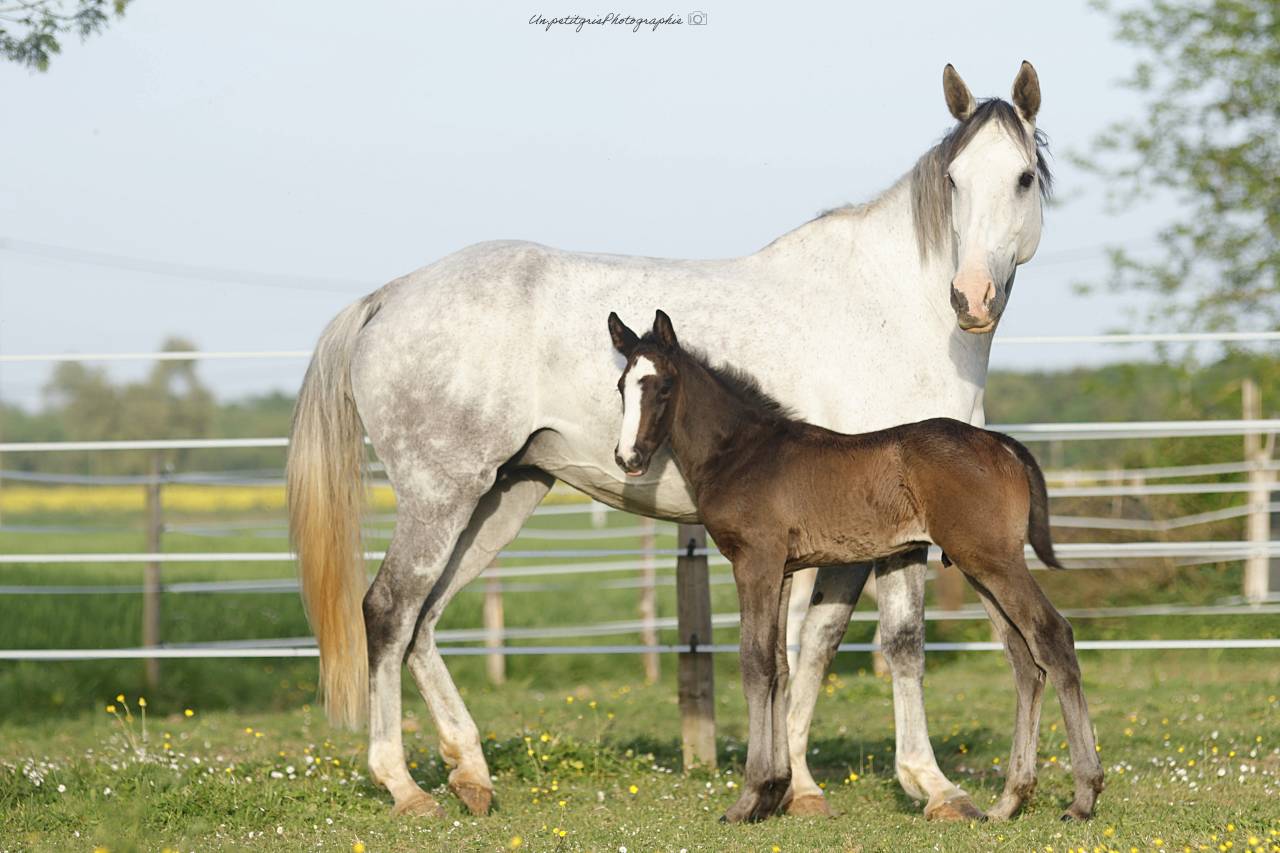 Poulain origines CSO de 2026