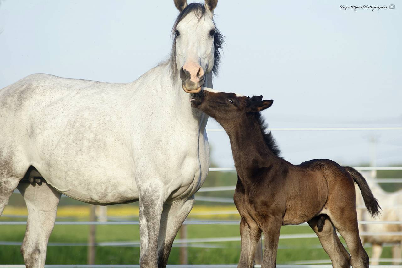 Poulain origines CSO de 2026