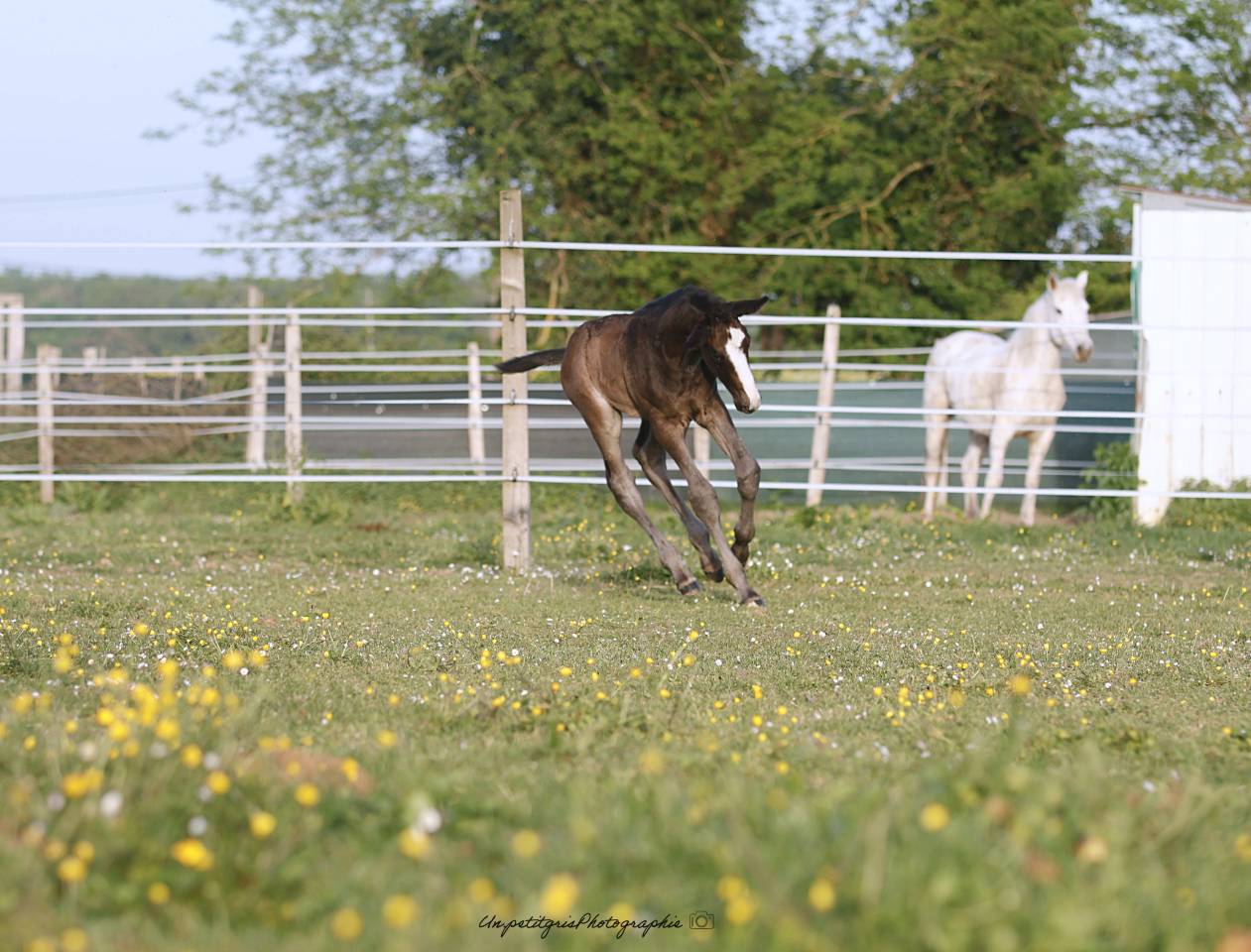 Poulain origines CSO de 2026