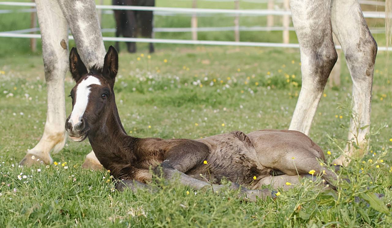 Poulain origines CSO de 2026