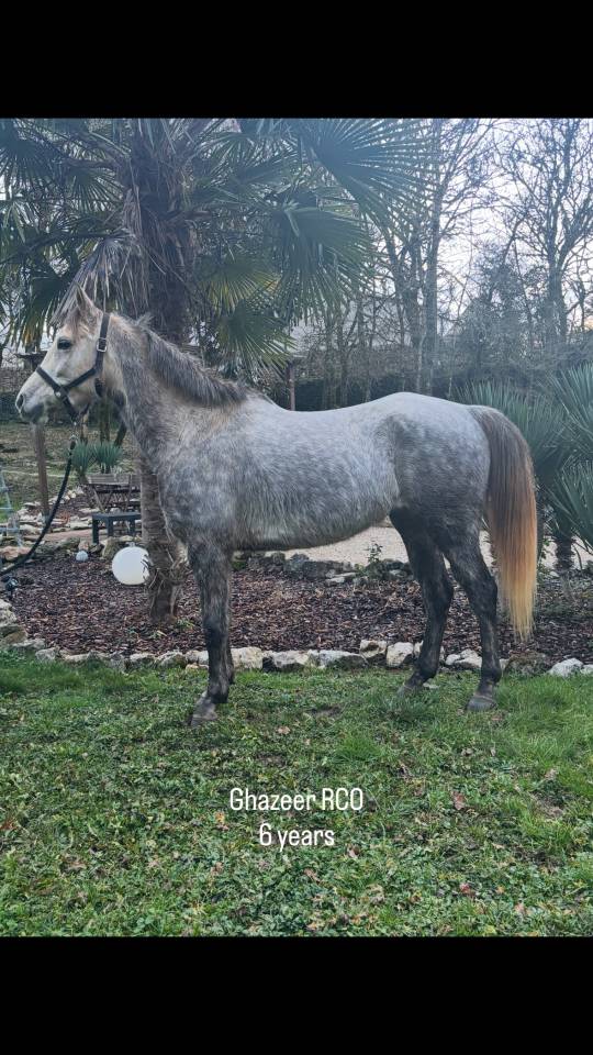 Demi sang arabe 6 ans 