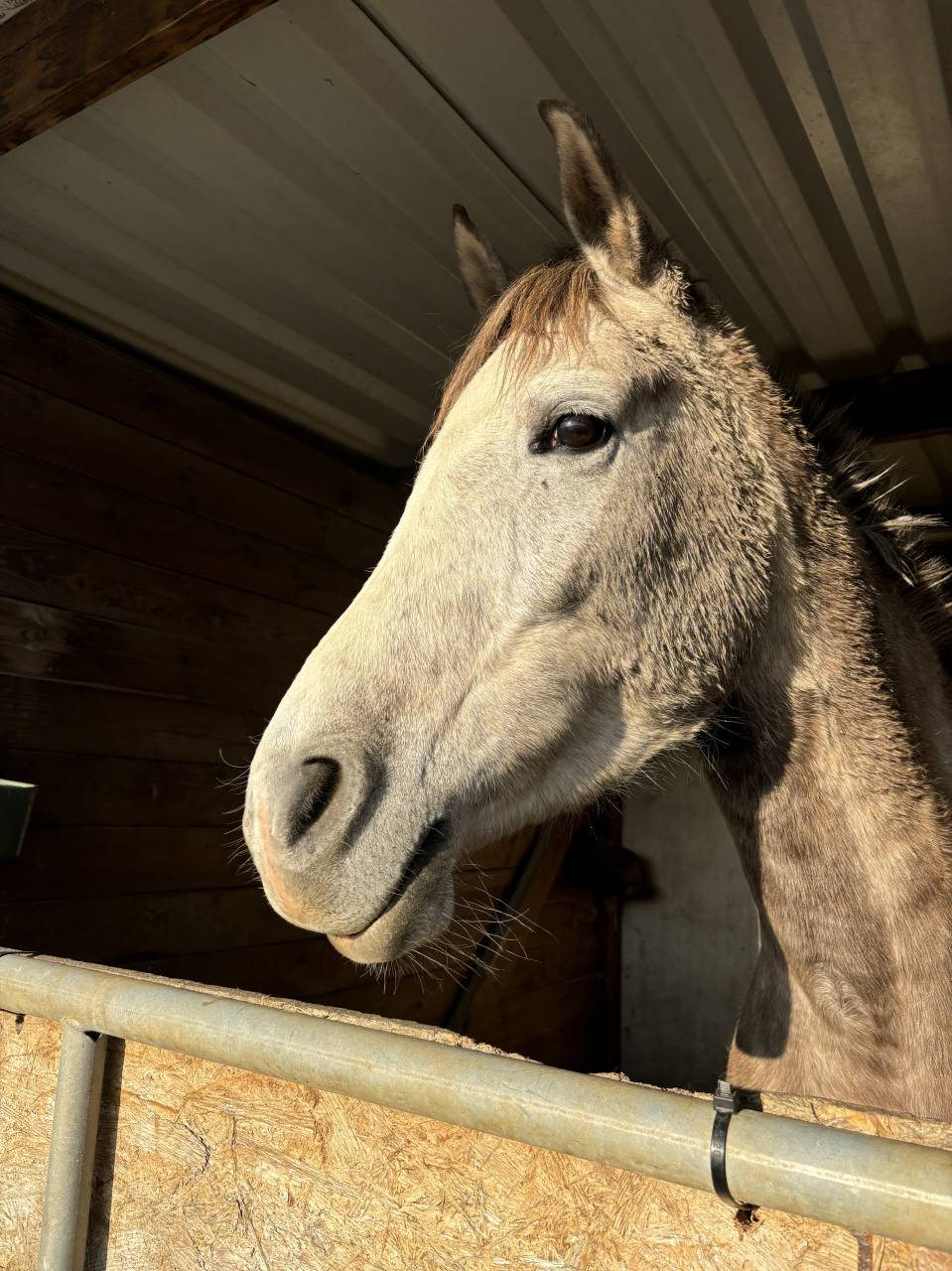 Demi sang arabe 6 ans 