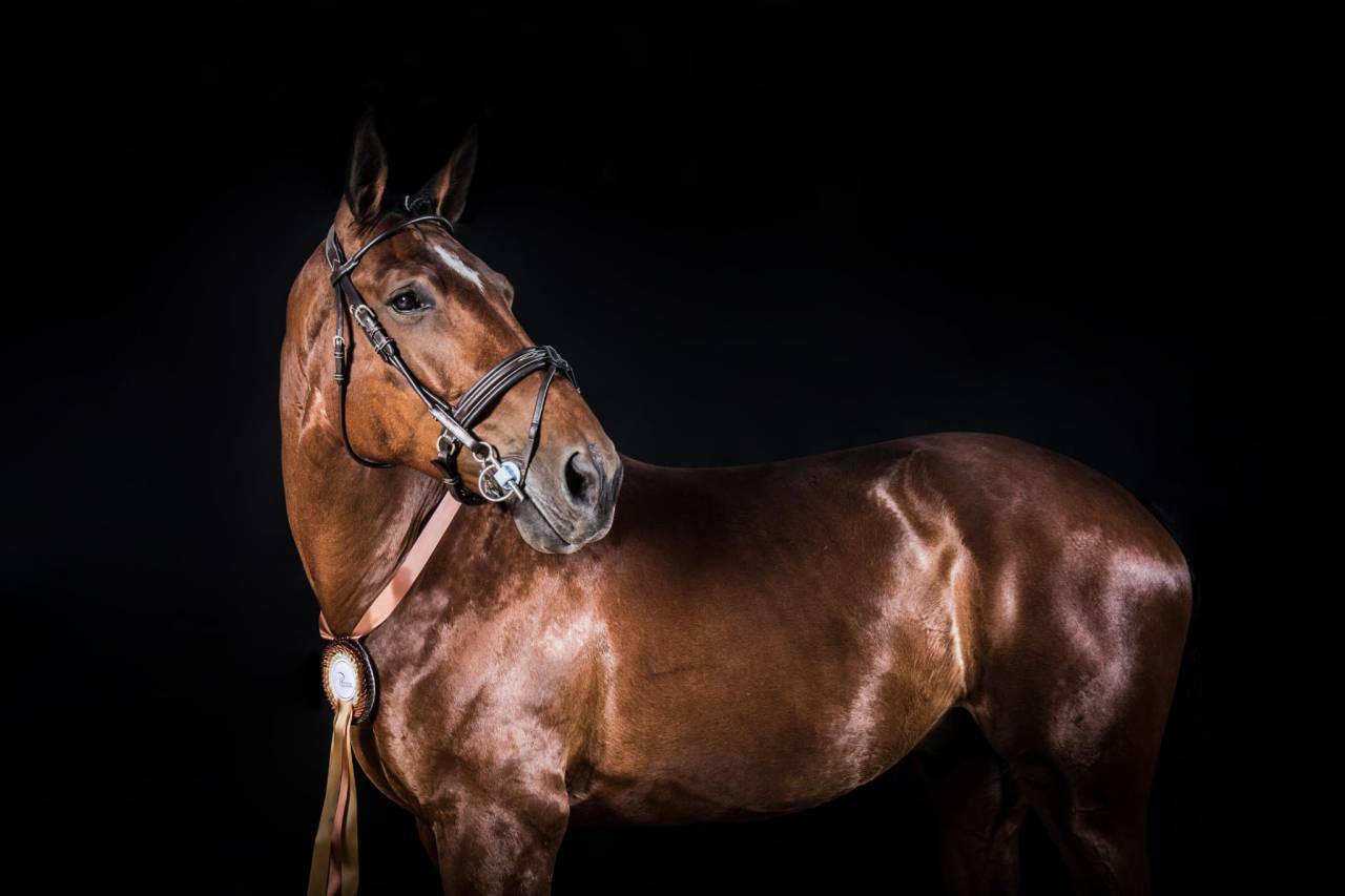 Hongre SF , CSO et Hunter 