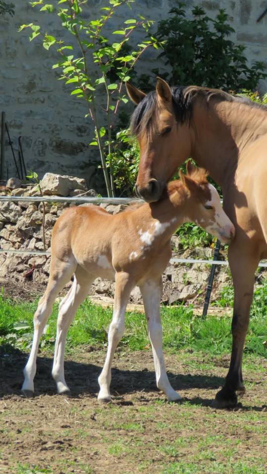 Pouliche plein papier demi-sang arabe