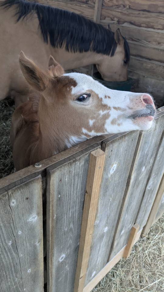 Pouliche plein papier demi-sang arabe
