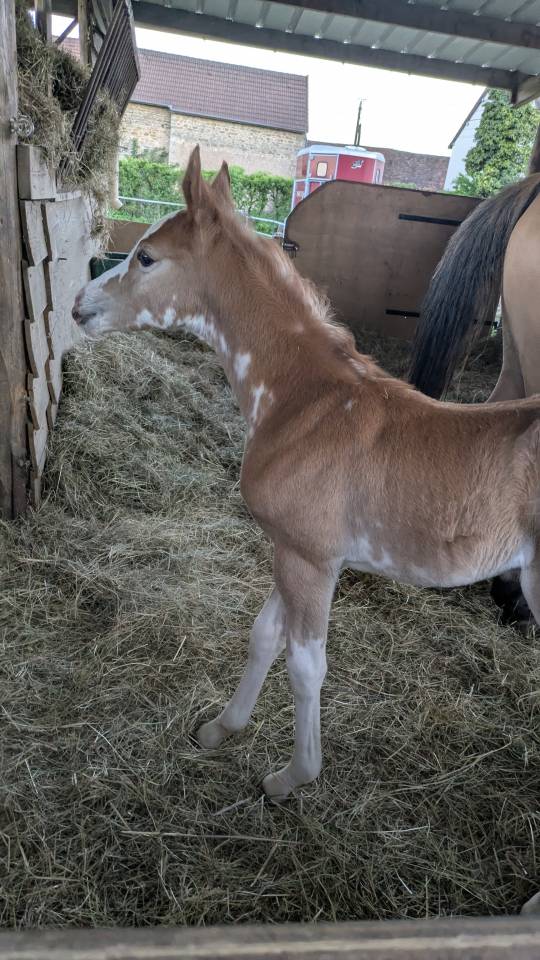Pouliche plein papier demi-sang arabe