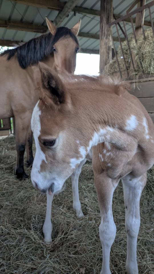 Pouliche plein papier demi-sang arabe