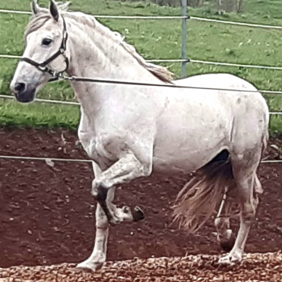 Etalon PRE certifi&eacute; reproducteur